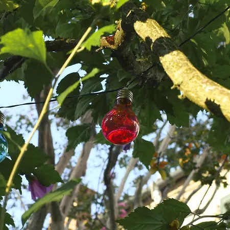 Merli'S Nest-3